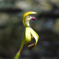 Caladenia hildae at Glen Allen, NSW - 3 Nov 2024