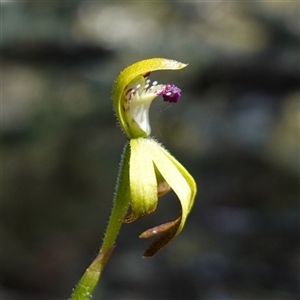 Caladenia hildae at Glen Allen, NSW - 3 Nov 2024