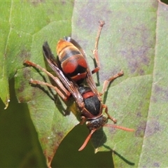 Polistes (Polistella) humilis (Common Paper Wasp) at Conder, ACT - 16 Apr 2024 by MichaelBedingfield