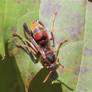 Polistes (Polistella) humilis at Conder, ACT - 16 Apr 2024