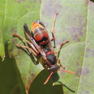 Polistes (Polistella) humilis (Common Paper Wasp) at Conder, ACT - 16 Apr 2024 by MichaelBedingfield