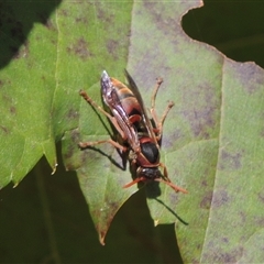 Polistes (Polistella) humilis at Conder, ACT - 16 Apr 2024 01:37 PM