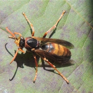 Polistes (Polistella) humilis at Conder, ACT - 16 Apr 2024