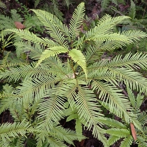 Sticherus flabellatus (Shiny Fan-fern, Umbrella Fern) at Robertson, NSW by plants