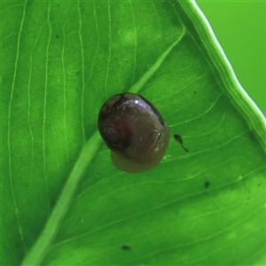 Unidentified Snail or Slug (Gastropoda) at Tregony, QLD by JimL