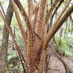 Cyathea cooperi (Straw Treefern) at Robertson, NSW - 21 Dec 2024 by plants