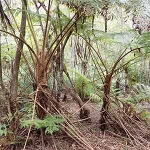 Cyathea cooperi at Robertson, NSW - suppressed