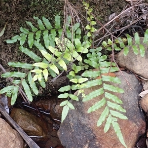 Blechnum minus (Soft Water Fern) at Robertson, NSW by plants