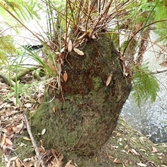 Todea barbara (King Fern) at Robertson, NSW - 21 Dec 2024 by plants