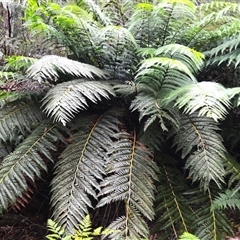 Todea barbara at Robertson, NSW - suppressed