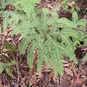 Sticherus lobatus (Spreading Fan Fern) at Robertson, NSW by plants