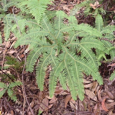 Sticherus lobatus (Spreading Fan Fern) at Robertson, NSW - 21 Dec 2024 by plants