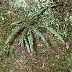 Notogrammitis billardierei (Finger Fern) at Robertson, NSW - 22 Dec 2024 by plants