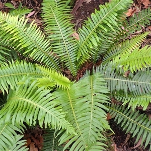 Blechnum nudum at Robertson, NSW - 22 Dec 2024