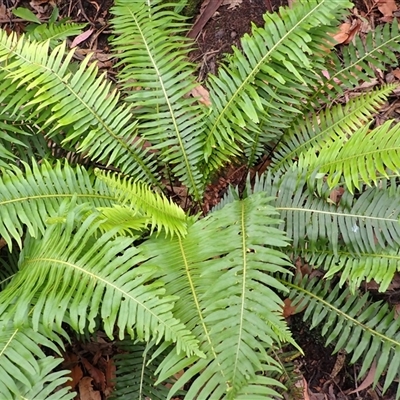 Blechnum nudum (Fishbone Water Fern) at Robertson, NSW - 22 Dec 2024 by plants