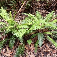 Blechnum nudum at Robertson, NSW - 22 Dec 2024 09:04 AM