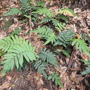 Blechnum wattsii (Hard Water Fern) at Robertson, NSW by plants