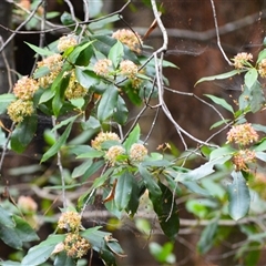 Ceratopetalum apetalum (Coachwood) at Robertson, NSW - 22 Dec 2024 by plants