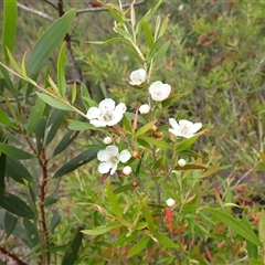 Leptospermum polygalifolium (Tantoon) at Robertson, NSW - 21 Dec 2024 by plants