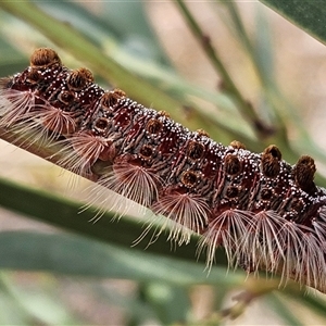 Lymantriinae (subfamily) at Wamboin, NSW - 22 Dec 2024 08:44 AM