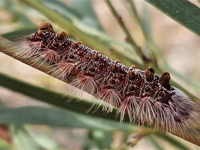 Lymantriinae (subfamily) at Wamboin, NSW - 21 Dec 2024 by Wolfdogg