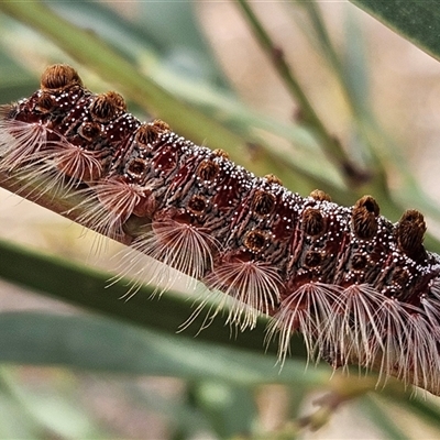 Lymantriinae (subfamily) (Unidentified tussock moths) at Wamboin, NSW - 22 Dec 2024 by Wolfdogg