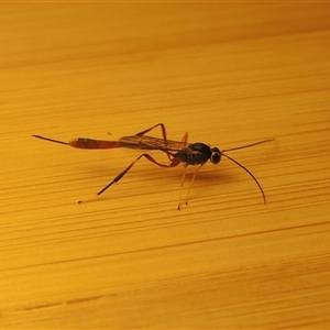 Ichneumonidae (family) (Unidentified ichneumon wasp) at Conder, ACT by MichaelBedingfield