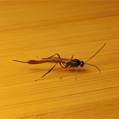 Ichneumonidae (family) at Conder, ACT - 23 Apr 2024 07:37 PM