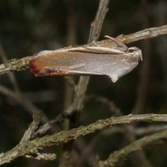 Ptyoptila matutinella (Wingia Group) at Freshwater Creek, VIC - 18 Dec 2024 by WendyEM