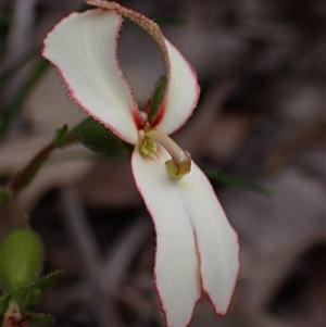 Stylidium schoenoides at Dunsborough, WA - 13 Oct 2024 03:25 PM