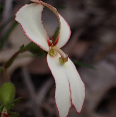 Stylidium sp. at Dunsborough, WA - 13 Oct 2024 by AnneG1