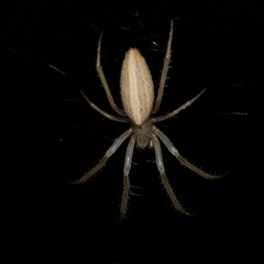 Larinia sp. (genus) (Larinia orb weaver) at Freshwater Creek, VIC - 18 Dec 2024 by WendyEM