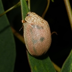 Paropsis atomaria (Eucalyptus leaf beetle) at Freshwater Creek, VIC - 19 Dec 2024 by WendyEM