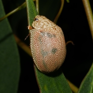 Paropsis atomaria at Freshwater Creek, VIC - 19 Dec 2024