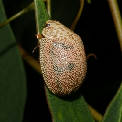 Paropsis atomaria (Eucalyptus leaf beetle) at Freshwater Creek, VIC - 18 Dec 2024 by WendyEM