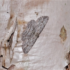 Ectropis bispinaria at Acton, ACT - 22 Dec 2024 by TimL