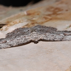 Ectropis bispinaria at Acton, ACT - 22 Dec 2024