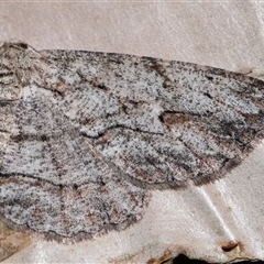 Ectropis bispinaria at Acton, ACT - 22 Dec 2024