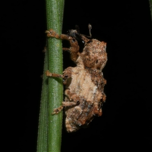 Orthorhinus klugii (Vine weevil) at Freshwater Creek, VIC by WendyEM