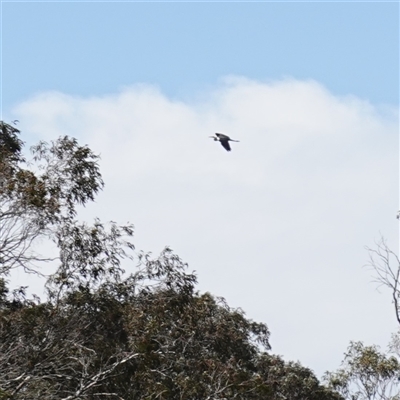 Ardea pacifica at Glen Allen, NSW - 3 Nov 2024 by RobG1