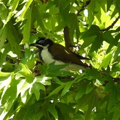 Entomyzon cyanotis (Blue-faced Honeyeater) at Farrer, ACT - 22 Dec 2024 by LinePerrins