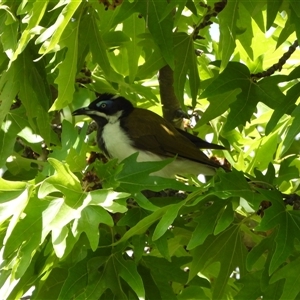 Entomyzon cyanotis at Farrer, ACT - 23 Dec 2024