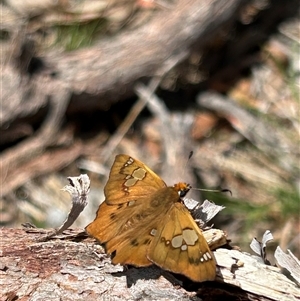 Netrocoryne repanda (Bronze Flat) at Hawker, ACT by APB