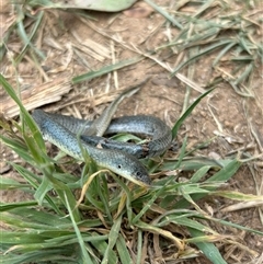 Delma inornata (Olive Legless-lizard) at Whitlam, ACT - 23 Dec 2024 by APB