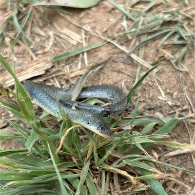 Delma inornata (Olive Legless-lizard) at Whitlam, ACT - 23 Dec 2024 by APB