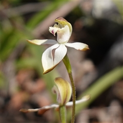 Caladenia moschata (Musky Caps) at Glen Allen, NSW - 3 Nov 2024 by RobG1