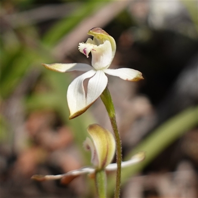 Caladenia moschata (Musky Caps) at Glen Allen, NSW - 3 Nov 2024 by RobG1