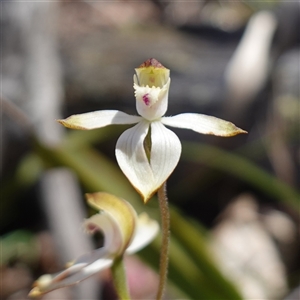 Caladenia moschata at Glen Allen, NSW - 3 Nov 2024