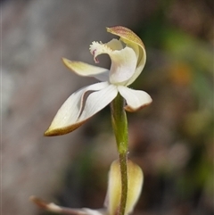 Caladenia moschata at Glen Allen, NSW - 3 Nov 2024