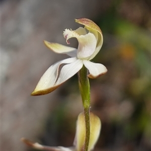 Caladenia moschata at Glen Allen, NSW - 3 Nov 2024